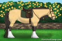 Horse Color:Buckskin