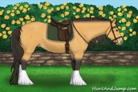 Horse Color:Buckskin 