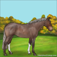 Horse Color:Silver Brown Roan 