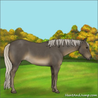 Horse Color:Silver Smoky Blue Roan 