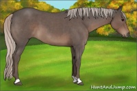 Horse Color:Silver Blue Roan 
