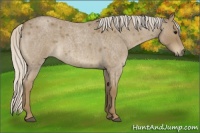 Horse Color:Silver Smoky Blue Roan 