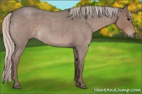Horse Color:Silver Blue Roan
