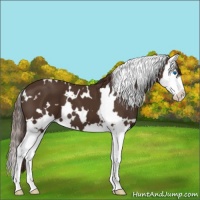 Horse Color:White Spotted Liver Chestnut Splash 