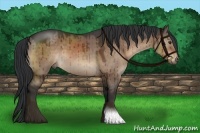 Horse Color:Brown Dun Brindle 