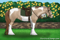 Horse Color:Smoky Black Pearl Sabino Tobiano Rabicano