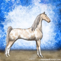Horse Color:Silver Buckskin Pearl Dun Appaloosa Brindle 
