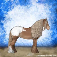 Horse Color:Chestnut Appaloosa 