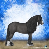 Horse Color:Black Sabino Rabicano 