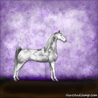 Horse Color:Black Sabino Appaloosa Rabicano