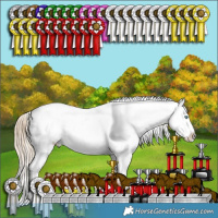 Horse Color:Perlino Appaloosa