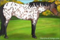 Horse Color:Bay Roan Appaloosa 