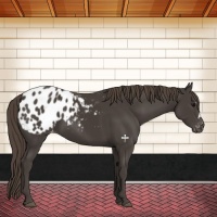Horse Color:Smoky Black Appaloosa 