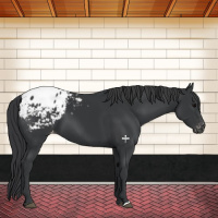 Horse Color:Black Appaloosa 