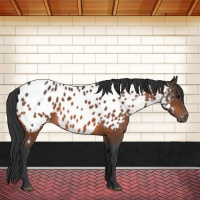 Horse Color:Bay Sabino Appaloosa 