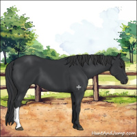 Horse Color:Black 