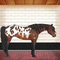 Horse Color:Brown Appaloosa 