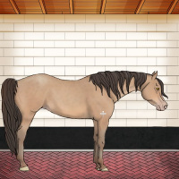 Horse Color:Amber Champagne 