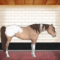Horse Color:Sable Champagne Tobiano Snowcap 