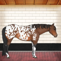 Horse Color:Bay Tobiano Near Leopard 