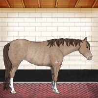 Horse Color:Classic Champagne Rabicano