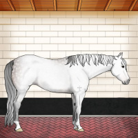 Horse Color:Gray Bay Rabicano 