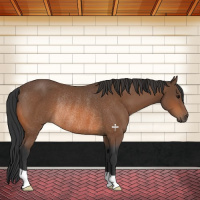 Horse Color:Bay Rabicano 