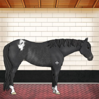 Horse Color:Black Appaloosa Rabicano 