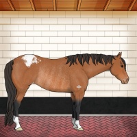 Horse Color:Bay Varnish Rabicano 