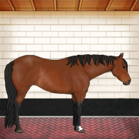 Horse Color:Gray Bay Rabicano 