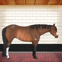 Horse Color:Bay Rabicano 