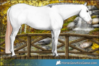Horse Color:Bay Appaloosa  and Bay Frame Appaloosa 