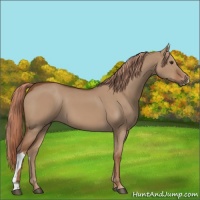Horse Color:Red Dun