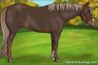 Horse Color:Liver Chestnut Sabino