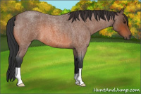 Horse Color:Bay Roan 