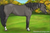 Horse Color:Grullo Sabino