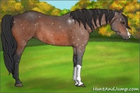 Horse Color:Brown 