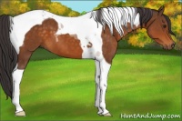 Horse Color:Buckskin Tobiano
