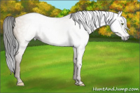 Horse Color:Gray Amber Champagne Dun Sabino 