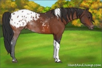 Horse Color:Brown Tobiano Appaloosa