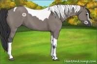 Horse Color:Grullo Sabino Tobiano 