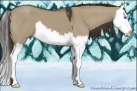 Horse Color:Smoky Grullo Splash