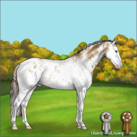 Horse Color:White Spotted Bay Dun Splash Appaloosa Rabicano 