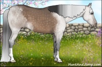 Horse Color:Brown Roan Dun Appaloosa 