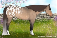 Horse Color:Bay Roan Dun Appaloosa 