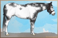 Horse Color:White Spotted Black Sabino Frame 