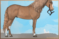 Horse Color:Chestnut Sabino 