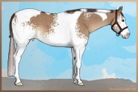 Horse Color:White Spotted Liver Red Dun Splash Tobiano 