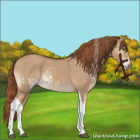 Horse Color:White Spotted Red Dun Tobiano 