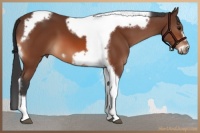 Horse Color:Bay Tobiano Frame 